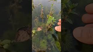 Aquatic plants community Ammania n Rotola Pogostemon also underwater [upl. by Enyahs]