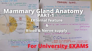 Mammary gland anatomy external feature  Breast anatomy external feature  Mammary gland 3d anatomy [upl. by Whiffen]