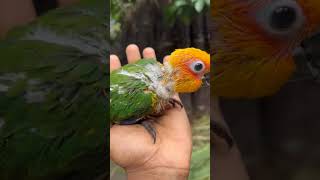 birds lovebirds sunconur sunconurechik shortvideo shorts short [upl. by Schulman147]