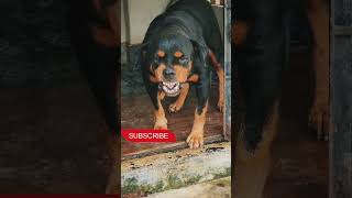 dog barking sounds to makes your dog react viralvideo dog angrypuppy angrydog cutepet angry [upl. by Akihsan4]