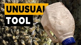 African Honey Bee Removal  Using an Unusual Tool [upl. by Rozek222]