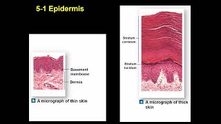 Integumentary System [upl. by Laehcimaj]