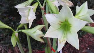 Green Valley Amaryllis Hippeastrum X Hybridum [upl. by Omarr233]