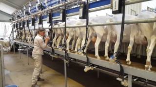 DeLaval Organic Goat Milking Solution [upl. by Mackoff]