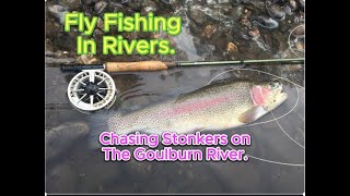 Fly Fishing The Goulburn River Chasing Stonkers Sep 2023 [upl. by Adnirod]