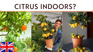 HOW TO GROW CITRUS INDOORS  AGRUMI LENZI [upl. by Brocklin]