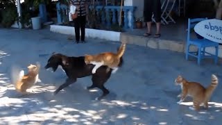 10 Perros Que Se Metieron Con Los Gatos Equivocados [upl. by Anawaj]