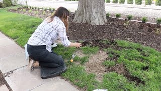 Reseeding Patchy Grass 🌿 [upl. by Aniled]