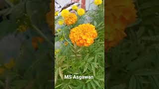 beautiful flowers MS Asgawan [upl. by Anirbed]