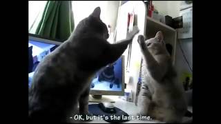 French cats play paddy cake [upl. by Eneri440]