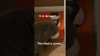 My cat eating food [upl. by Adlee]