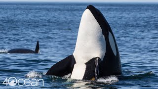 Protecting Killer Whales [upl. by Meyers679]