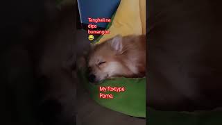 Tanghali na tulog kal shortsvideo windmill doglover automobile ⁷ [upl. by Yeldud864]