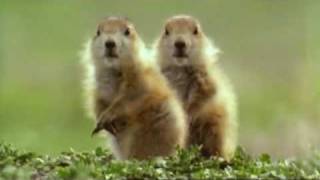 Talking Prarie dogs  Walk on the wild side [upl. by Leanora861]