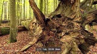 Landschaftsfotografie im Wald  Blende 8  Folge 110 [upl. by Oswell372]