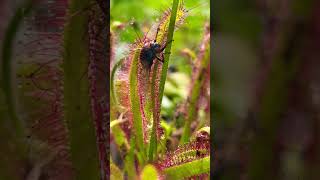 Sundew plant eating fly  Sticky carnivorous plant bug catcher carnivorousplants [upl. by Ailemaj693]