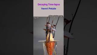 How Grow Sweet potato From Seed  Time Lapse garden TIMELAPSE amazingTube [upl. by Nnylakcaj247]