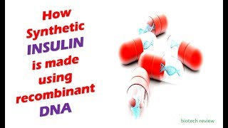 How synthetic Insulin is made using Recombinant DNA Technology From Bacteria [upl. by Lananna]