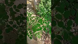 moringa tree nature  gardening myvegetablegarden [upl. by Rabbaj254]