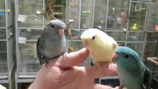 Lineolated Parakeets Talking [upl. by Chien]