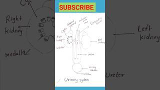 Urinary system organs explain urinary system digram shorts  nursing practical Anm  Gnm students [upl. by Mickey353]