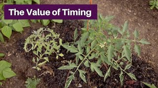 The Value of Timing – Transplants [upl. by Neetsirhc610]