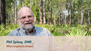 Why Longleaf Is Unique [upl. by Wildon]