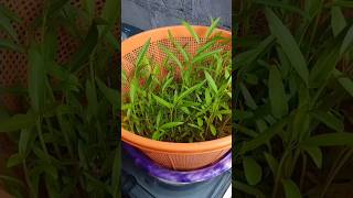 water spinach grow on water 🌿💐🌳spinach vegetables shorts maymtn fyp [upl. by Aserahs]