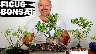 Bonsai Updates  Ficus amp Azalea Bonsai Repotting [upl. by Soalokin]