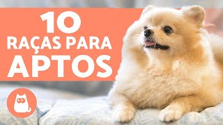 10 CACHORROS PARA APARTAMENTO raças  características [upl. by Vanna]