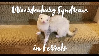 Waardenburg Syndrome in Ferrets [upl. by Joerg]