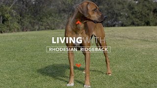 ALL ABOUT LIVING WITH RHODESIAN RIDGEBACKS [upl. by Ssitruc]