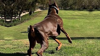 BEST OF DOBERMAN  THE SUPER INTELLIGENT DOG [upl. by Kloman]