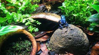 How to Care For Dart Frogs in a Bioactive Vivarium Tutorial [upl. by Yesdnil]