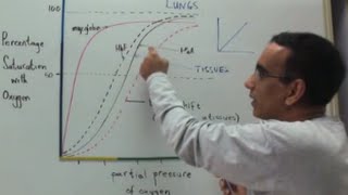 Oxygen Dissociation Curves and Transport of Oxygen and Carbon Dioxide [upl. by Marcile757]