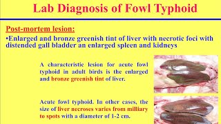 سلسلة تشخيص الامراض البكتيرية فى الدواجن 1 مرض السالمونيلا Diagnosis of Salmonellosis in Poultry [upl. by Lewls]