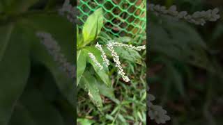 Flowers of Polygonum barbatum [upl. by Nevuer]