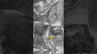 Cane corsos were ancient war dogs dog corso canecorsolovers [upl. by Noxas]