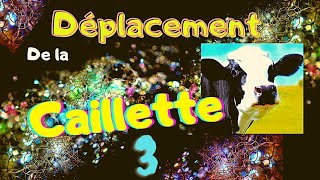 Déplacement de la Caillette 3 Abomasum [upl. by Mcknight]