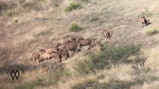 Aoudad Rut  Cracking Skulls [upl. by Nylikcaj701]