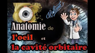 Anatomie de loeil et la cavité orbitaire [upl. by Huang22]