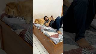 PeaNut’s Bed dog goldenretriever funnydogs dogshorts petcomedy [upl. by Malvia654]