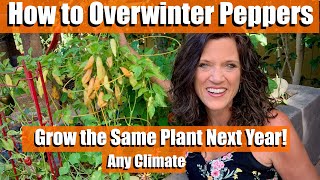 How to Overwinter Peppers🌶Grow the Same Plant Next Year For Southern ☀️amp Northern Gardeners❄️ [upl. by Banebrudge]