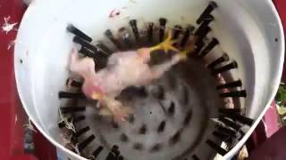 Plumer un poulet en 14 secondes [upl. by Innoc]