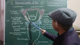 Nervous System of Pila [upl. by Ahsayn]