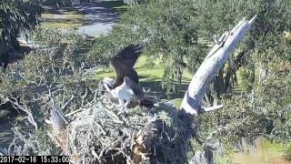 Osprey Interrupts Fish Delivery – Feb 16 2017 [upl. by Oijile403]