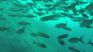 Buceo en El León Dormido  Isla San Cristóbal  Galápagos  Ecuador [upl. by Belshin773]