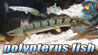 The Ornate Bichir Polypterus ornatipinnis  polypterus fish [upl. by Eicrad]