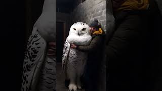 Giant White Owl Stands as Tall as a MAN [upl. by Akived]