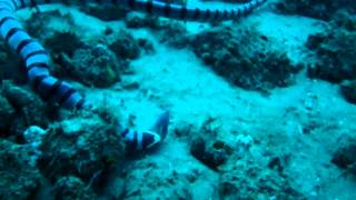 Seasnake eating moray eel alive [upl. by Ma]